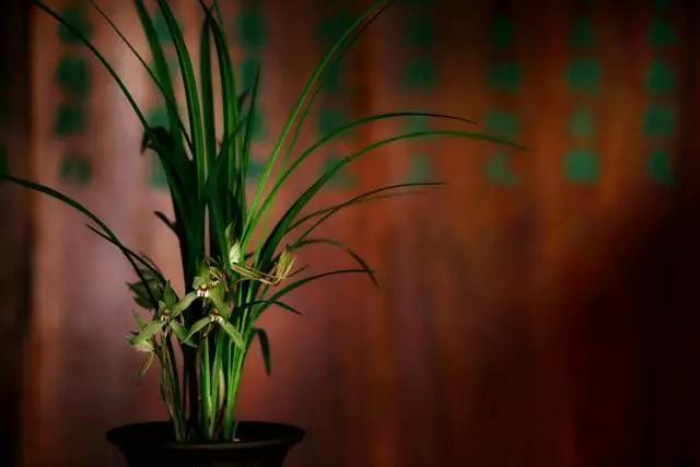 兰花之美沁入心脾,无人亦自芳表现了兰花什么品格