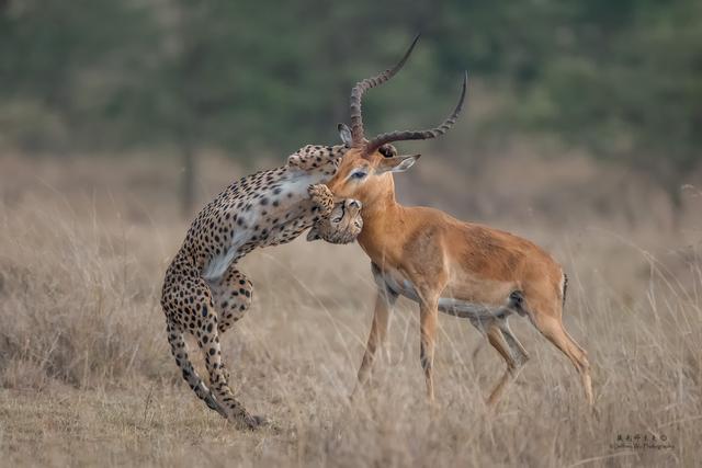 尼康d850完全摄影指南,尼康d850大变焦镜头推荐