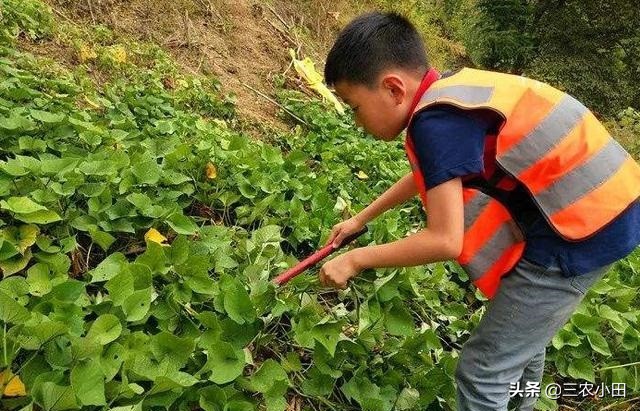 农村创业好项目投资少见效快,农村无需投资的创业项目