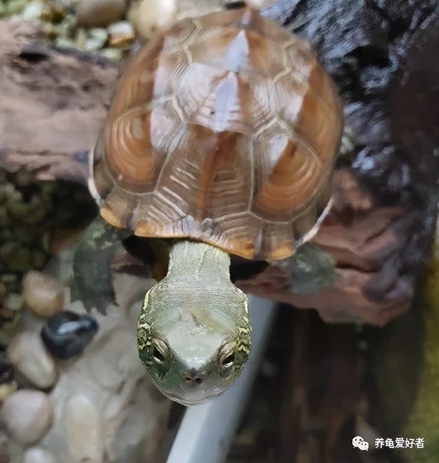龟在冰箱如何冬眠,龟冬眠有哪些方式