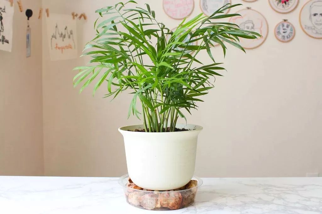 离家久如何给花浇水,离家时间比较久花儿怎么浇水