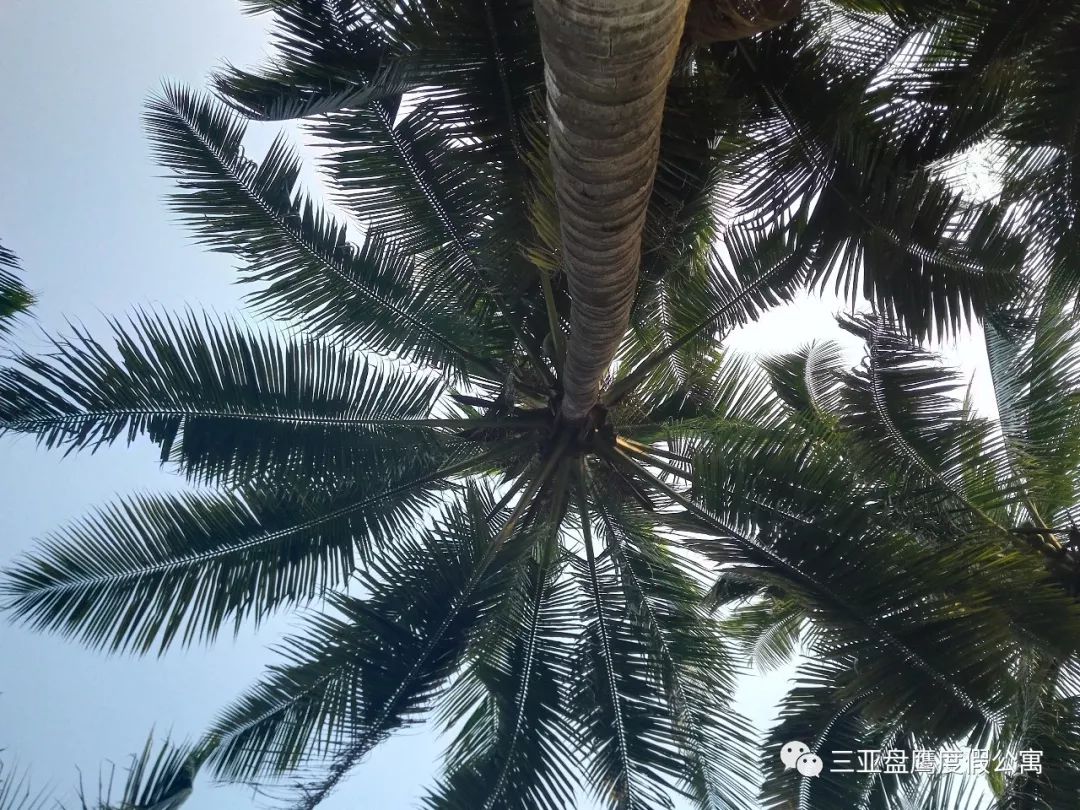 三亚过冬养老公寓哪家最好,海南三亚过冬包吃住的老年公寓