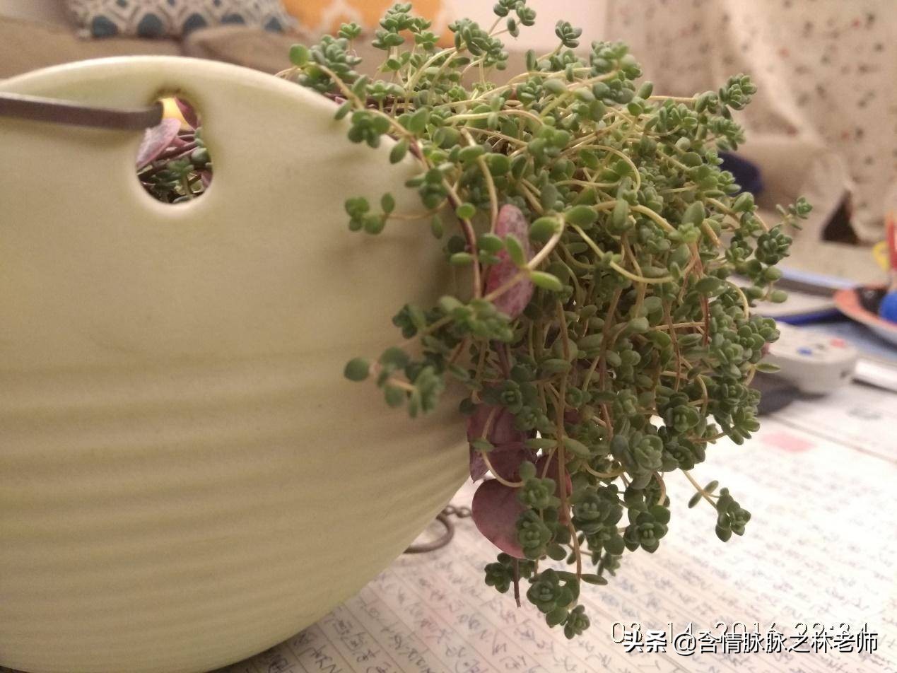 室内三种最旺家庭养植物,家居绿植哪些不适宜养