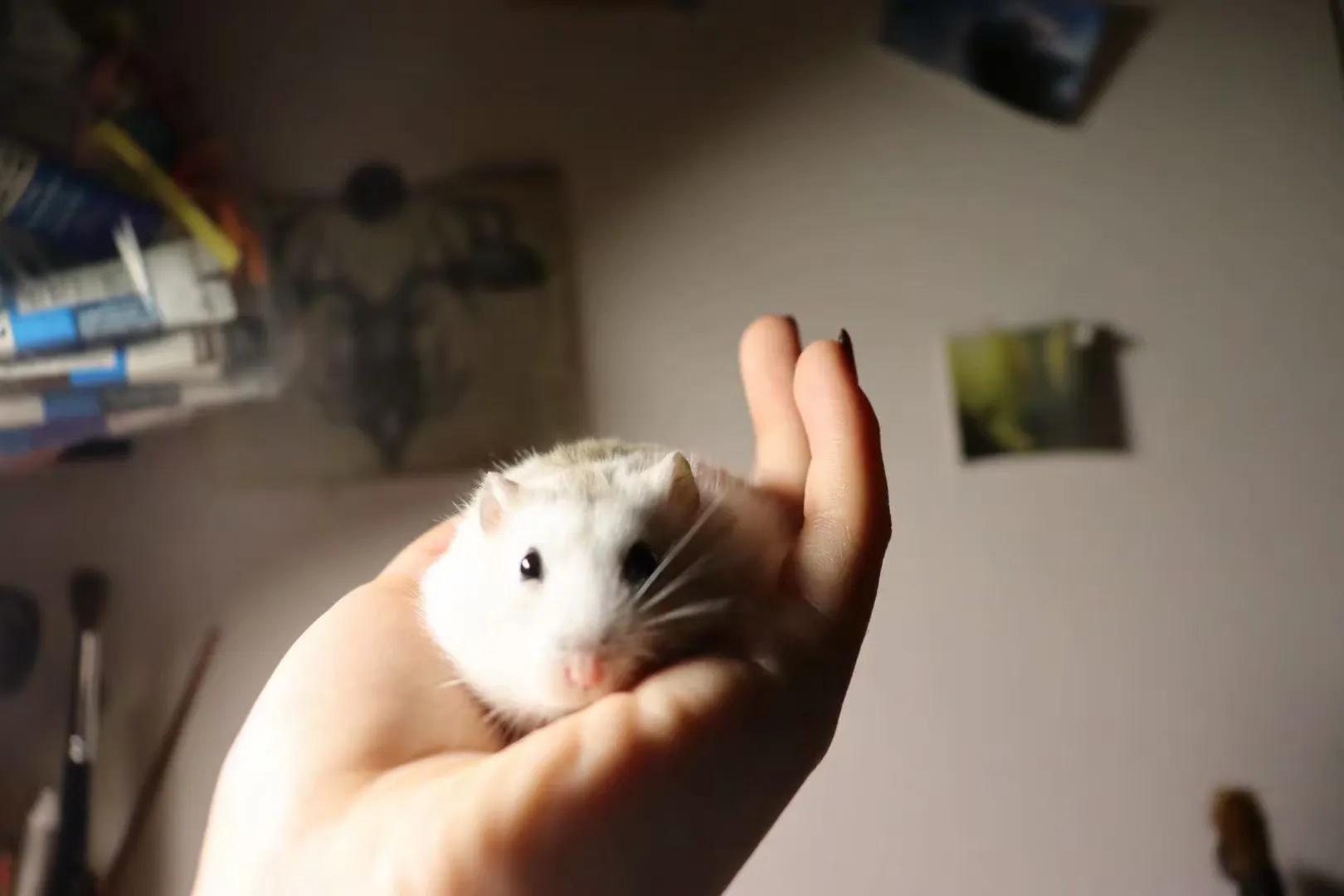 仓鼠幼崽成长记录,仓鼠记录