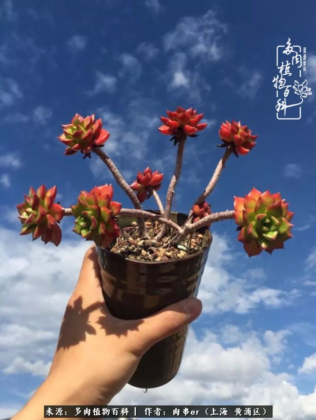 怎么用原相机拍多肉更好看,多肉怎么拍摄好看