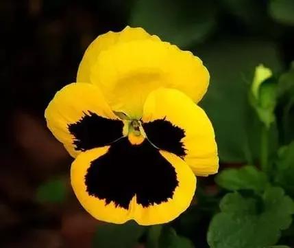 三色堇鬼脸花,三色堇为什么叫鬼脸花