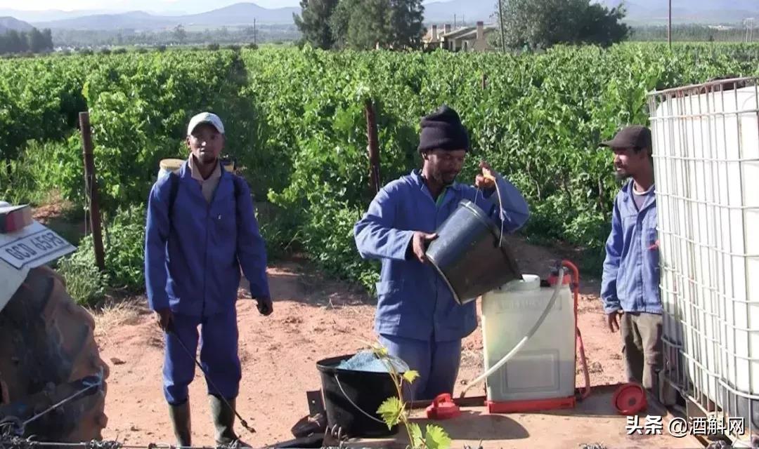 十部有趣有料的葡萄酒视频,十部顶级纪录片红酒