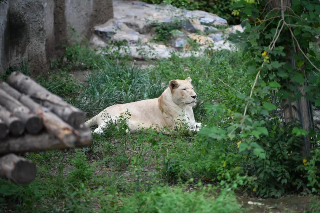 腾龙70-300mm长焦索尼微单e卡口镜头,长焦镜头腾龙