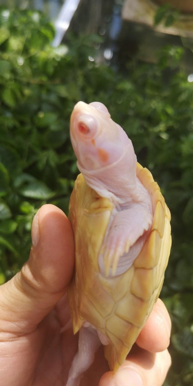 变异巴西龟养殖技巧图解,变异巴西龟养殖视频