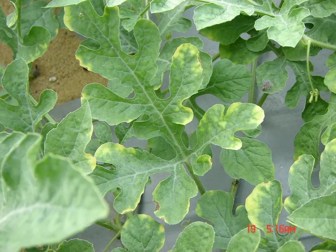 作物缺素口诀,作物营养缺素诊断与科学施肥