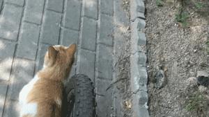 鑷粠鏈変簡鐚不鎰堜簡鎴戠殑鎳掓儼,涓轰粈涔堣姗樼尗鍗佹涔濇福