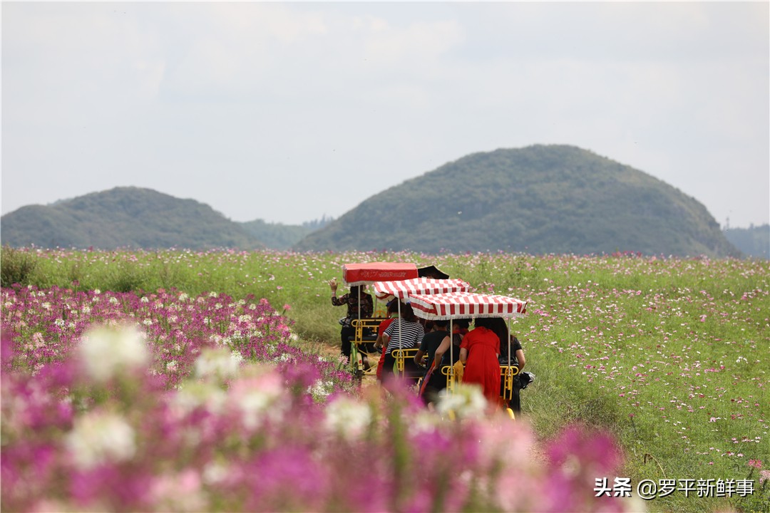 罗平七彩花田金鸡,罗平金鸡七彩花海
