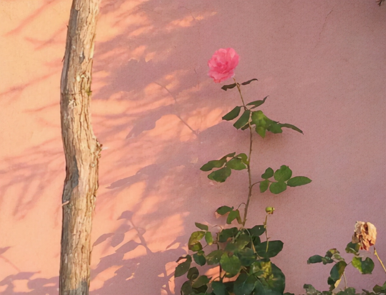 文艺慵懒而干净的句子,美食与生活的文艺句子