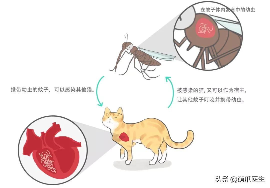 一只蚊子带来的灾难,一只蚊子毁了一个晚上的睡眠