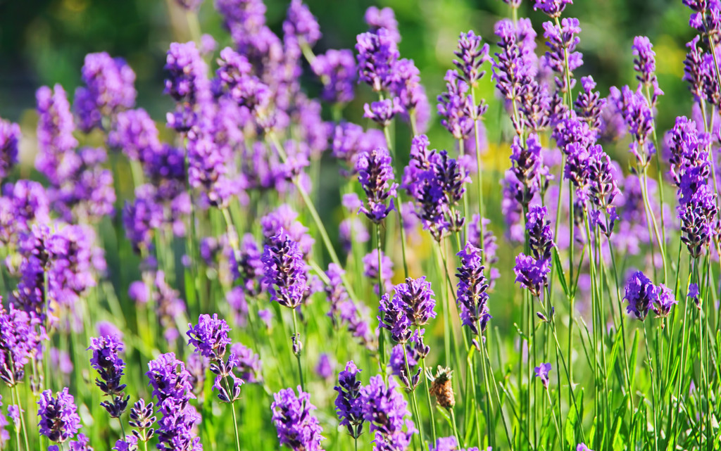 中药提取有效果吗,植物提取护肤品好吗