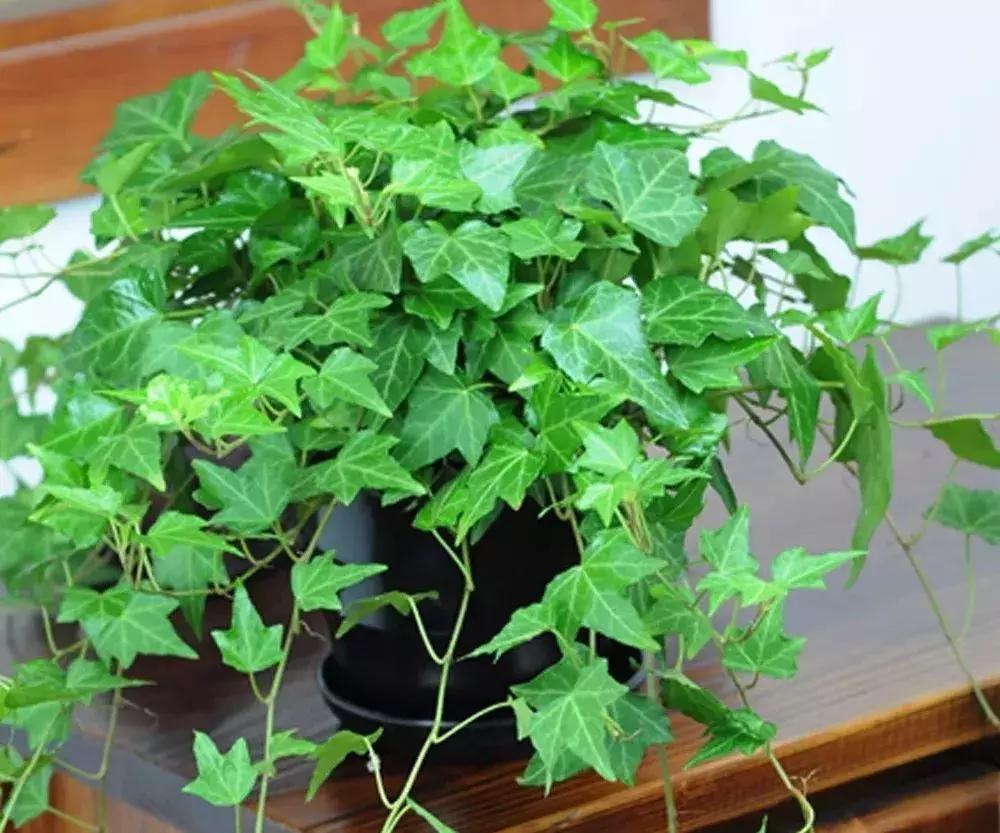 什么花吸甲醛油烟,能吸甲醛油烟的20种植物家家必养