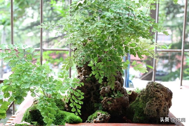 适合种在上水石上的绿植,上水石适合栽种什么绿植啊