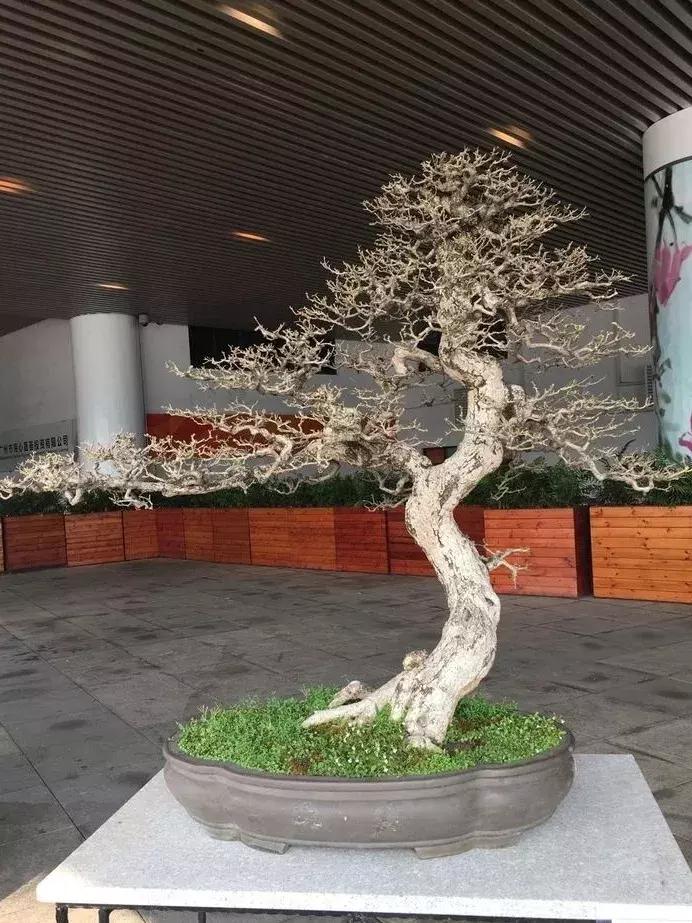 最值得收藏的六种盆景树种是哪种,常见的盆景树种有哪些