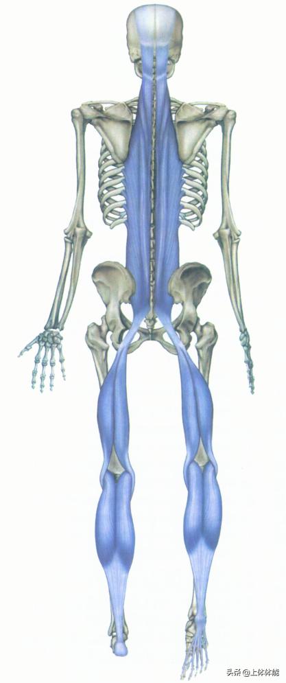 筋膜的秘密图片,筋膜的奥秘深度解析