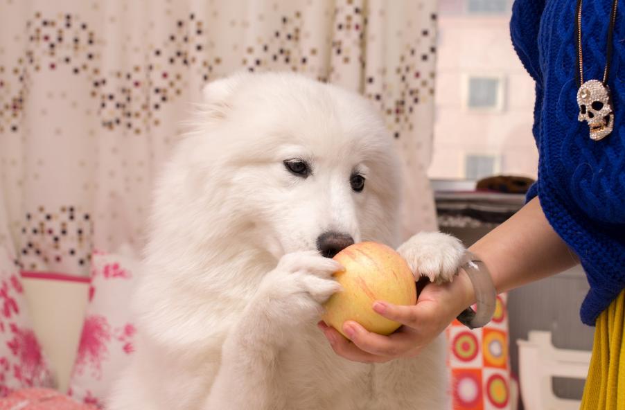 给萨摩耶吃榴莲,萨摩耶除了吃狗粮还能吃什么