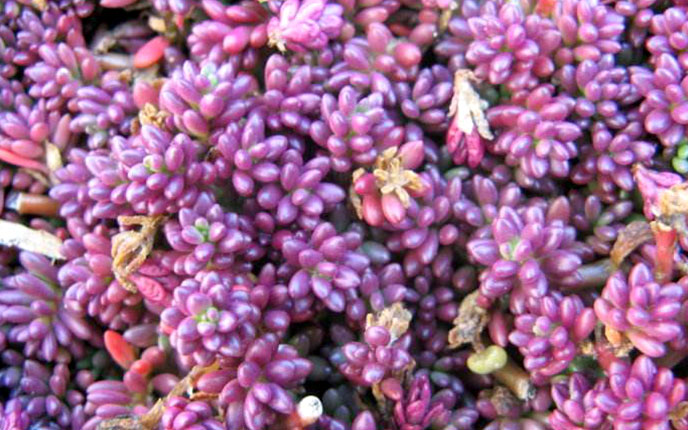 紫米粒多肉开花,紫米粒多肉怎么移盘