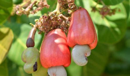 花生和核桃生长过程,核桃样子的坚果