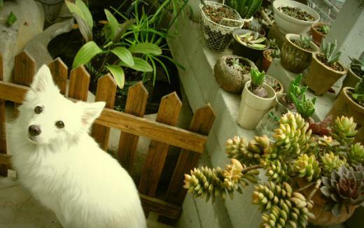 阳台养花的最佳布局,户外阳台养花的技巧