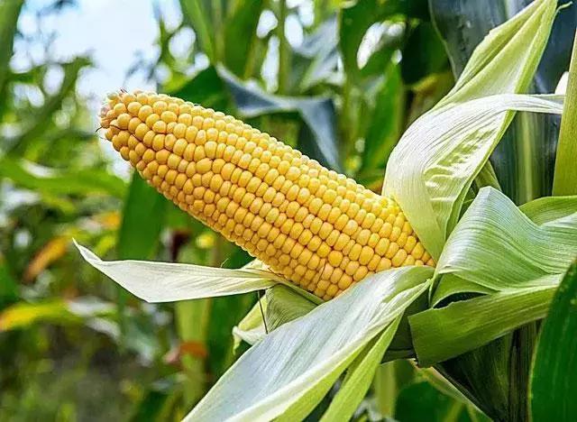 玉米种植的方法与技术,青储玉米的种植方法和技巧