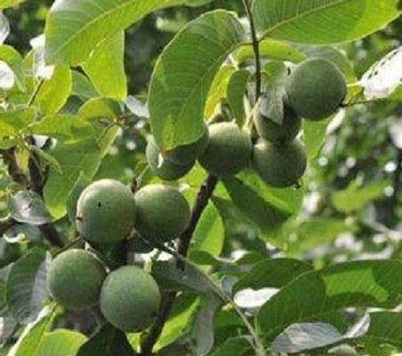 十大最好的核桃产地排名,最好核桃产地在哪里