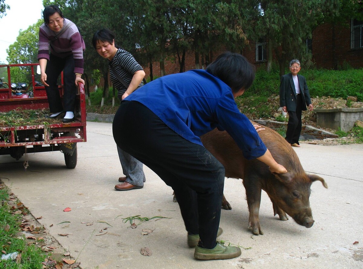 10月23日猪价行情表,预计10月4日猪价格走势