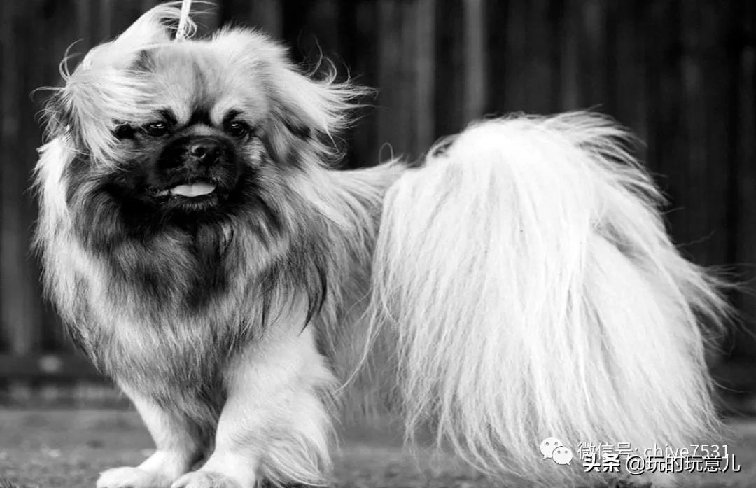 京巴狗与西藏狗,京巴犬和西班牙獒