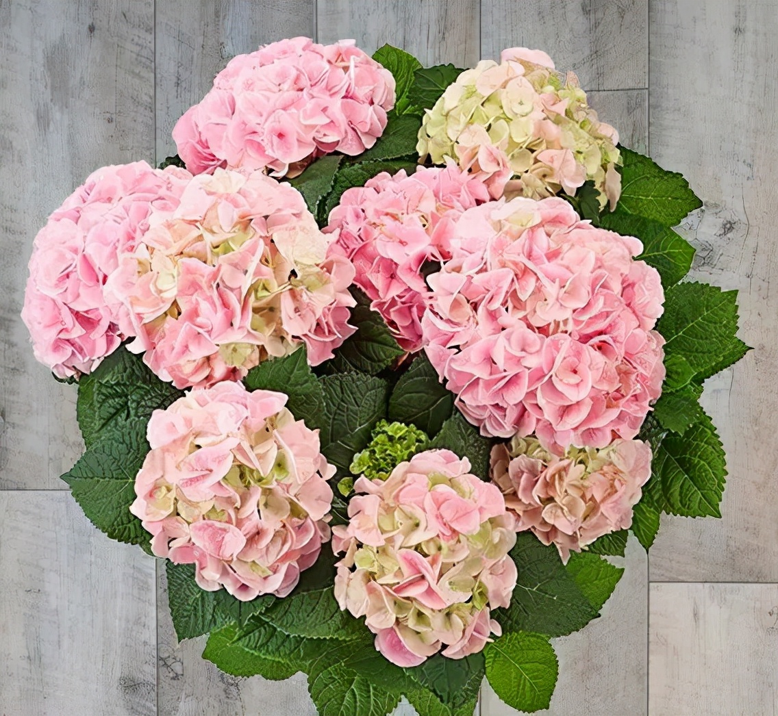 十大顶级绣球品种,最好养的绣球品种