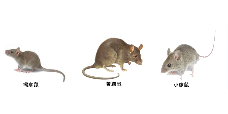 虫害是否严重也是有很大的关系的,关于虫害问题你有什么想了解的