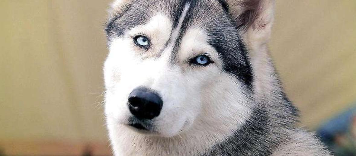 让狗狗开心的100种方式,怎样摸狗狗让狗狗开心