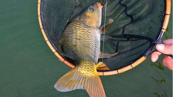 钓到的鱼会有寄生虫吗,钓到有毒的鱼