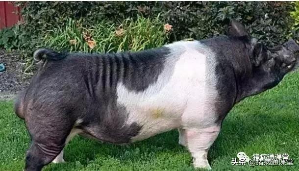 影响种公牛精子质量因素,公猪影响精子质量有什么因素