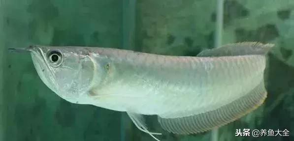 中国最贵的观赏鱼排行榜top10,最贵金龙鱼观赏鱼多少钱一条