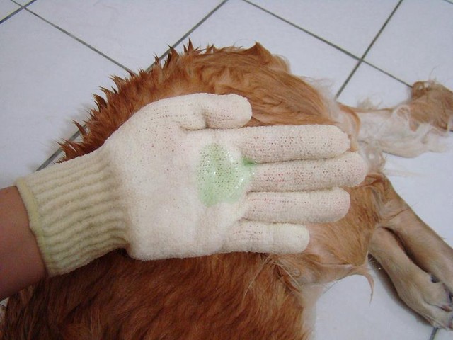 幼犬几个月后就不会生病,幼犬洗澡有点感冒