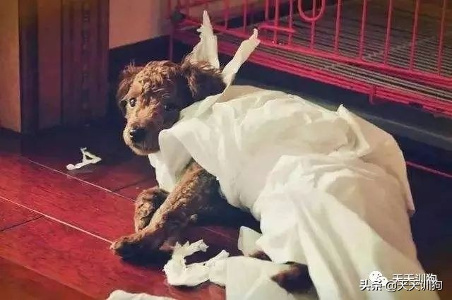 狗狗爱撕纸玩,狗狗爱撕衣服怎么办