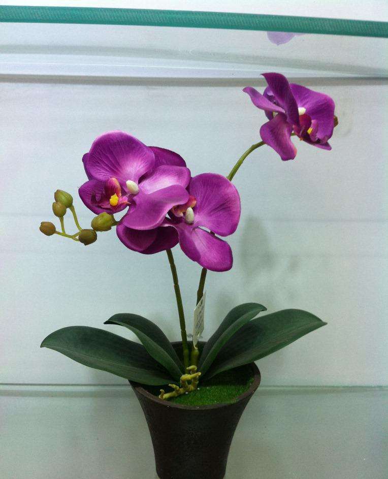 蝴蝶兰的养护方法视频教程,蝴蝶兰的养护方法新手入门