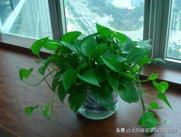 夏天绿萝怎么养才能爆盆和爬满墙,一盆绿萝新叶片翠绿