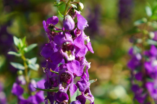 薰衣草采集攻略分享,薰衣草如何收种子