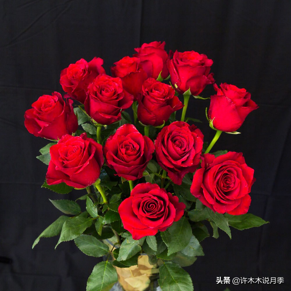 月季老桩容易得根瘤吗,月季老桩买回来要生根粉泡吗