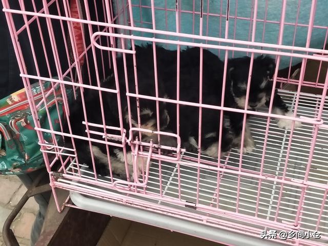 真正的狗市品种,哪里的狗市便宜品种又好种类又多