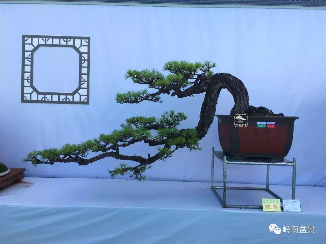 临水式金弹子盆景图片大全欣赏,看盆景展里赏心悦目的盆景