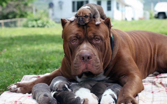 比特犬哪一个血统最好,比特犬什么血统比较好