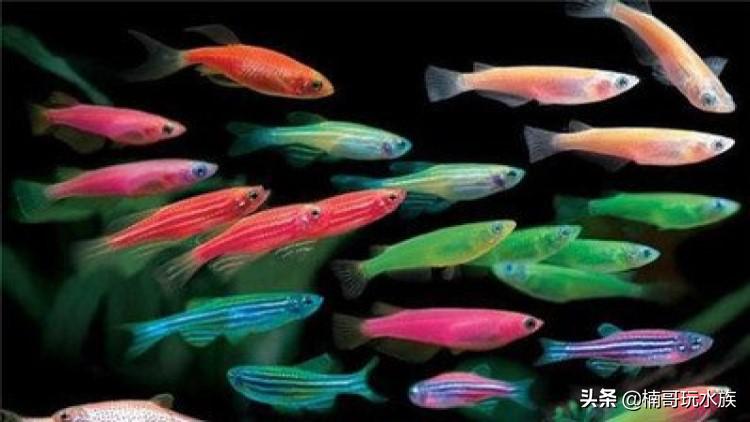 热带观赏鱼怎么养,最好养热带观赏鱼种类大全