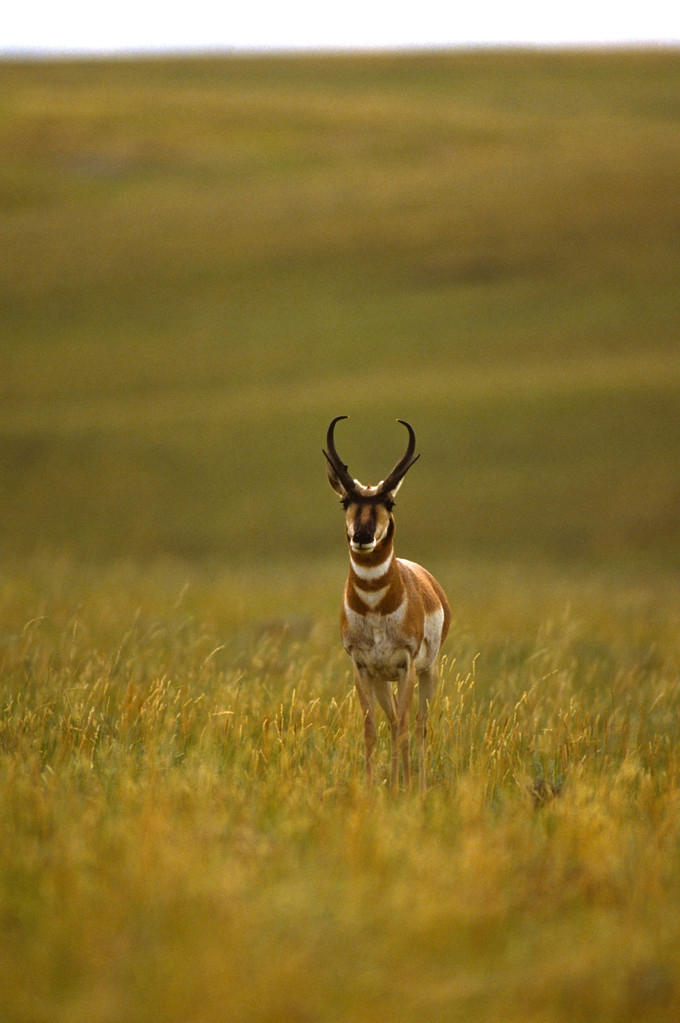 期货股市中的“肥羊特征”，别做市场小肥羊