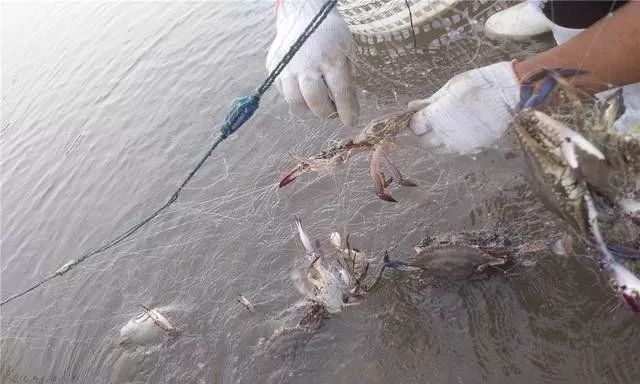 螃蟹的养殖方法和注意事项有哪些,螃蟹好养活排行榜