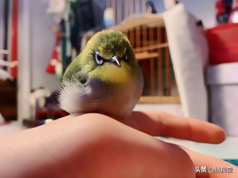 迷茫的养鸟朋友，看看这篇文章